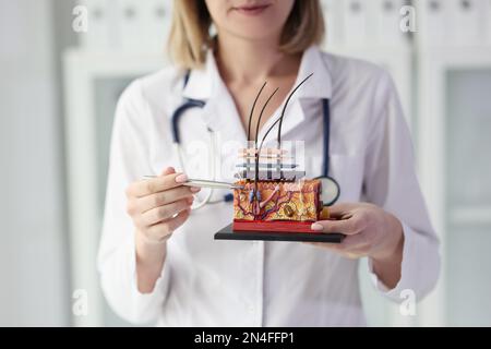 La dermatologue féminine tient modèle artificiel de la peau humaine avec les cheveux. Banque D'Images