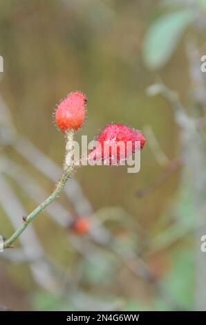 Hanches rouges de vieux-fashioned Miscellaneous rose (Rosa) Duplex dans un jardin en octobre Banque D'Images