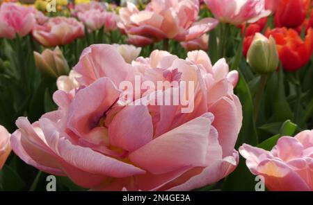 Gros plan d'une belle tulipe de pivoine rose. Lieu: Keukenhof, pays-Bas Banque D'Images