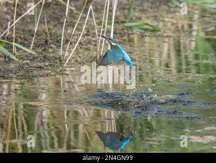 Un coup de feu d'un Kingfisher (Alcedo atthis) en vol, en levant hors de l'eau, après avoir plongé pour un poisson Suffolk , Royaume-Uni. Banque D'Images