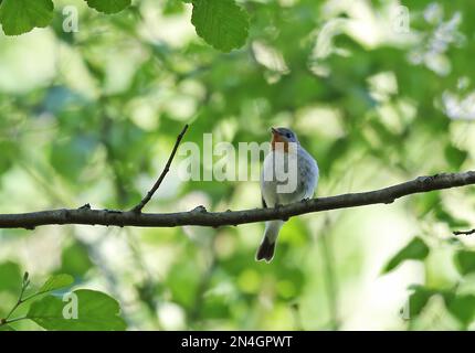 Flycatcher à poitrine rouge (Ficedula parva) adulte mâle perché sur une branche chantant l'île de Saarema, Estonie Juin Banque D'Images