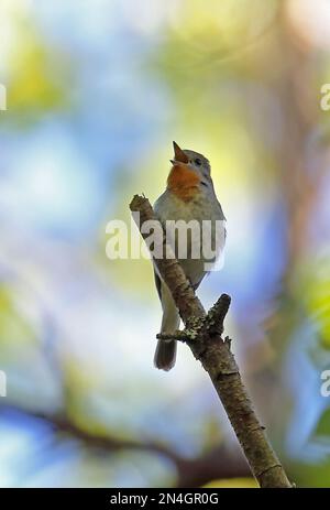 Flycatcher à poitrine rouge (Ficedula parva) adulte mâle perché sur une branche chantant l'île de Saarema, Estonie Juin Banque D'Images