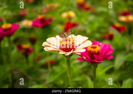 Goiania, Goiás, Brésil – 08 janvier 2023: Deux fleurs de zinnia au premier plan et le jardin plein de fleurs dans le fond flou. Banque D'Images