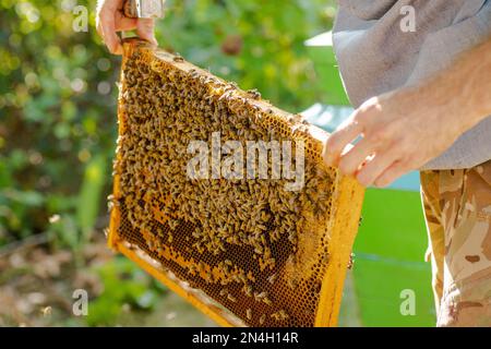 retiré du châssis de l'abeille. cadre de ruche d'abeille en bois , avec peu d'abeilles ouvrières APIs mellifica. Cellules couveuses fermées et peigne non fermé visibles. Nature, insecte Banque D'Images