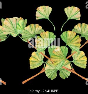 Motif sans couture ginkgo biloba feuilles vertes et jaunes, impression de feuillage botanique. Branches aquarelles. Éléments botaniques pour logo, étiquette et emballage de Banque D'Images