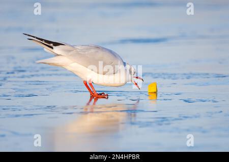 Un gul à tête noire avec de la nourriture sur un lac gelé, hiver, Royaume-Uni Banque D'Images