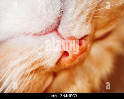 Le chat au gingembre mignon est en train de se délaiser. Gros plan sur le visage d'un animal de compagnie moelleux. L'animal domestique dort. Photo macro du nez du chat. Banque D'Images