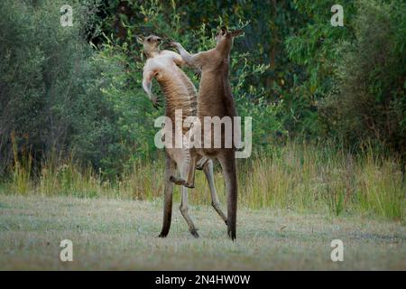 Macropus giganteus - deux kangourous gris de l'est se battant entre eux en Tasmanie, en Australie. Duel animal cruel dans la forêt verte australienne. K Banque D'Images