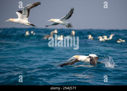 Cap Gannets, Morus capensis, vol, Port St Johns, Wild Coast, Cap oriental, Transkei, Afrique du Sud, Afrique, Océan Indien Banque D'Images