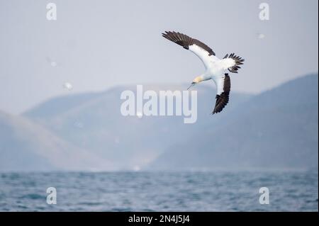 Cap Gannet, Morus capensis, plongée avec des collines en arrière-plan, Port St Johns, Côte sauvage, Cap oriental, Transkei, Afrique du Sud, Afrique, Océan Indien Banque D'Images