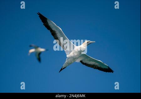 Cape Gannets, Sula capensis, en vol, Port St Johns, Wild Coast, Cap oriental, Transkei, Afrique du Sud, Afrique, Océan Indien Banque D'Images