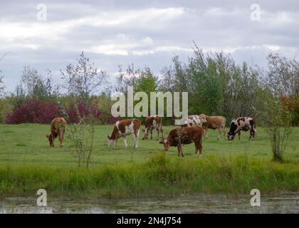 Petits jeunes taureaux les vaches Yakut mangent de l'herbe dans un marais sauvage dans les forêts du nord de la taïga. Banque D'Images