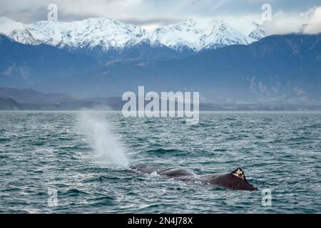 Cachalot, Physeter macrocephalus, pulvérisation avec des montagnes enneigées en arrière-plan, espèces vulnérables, Kaikoura, Canterbury, South Island, Banque D'Images