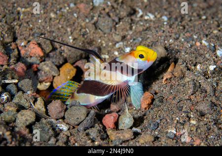 Shrimpgoby à tête noire, nématodes de Stonogobiops, dans un trou de sable, site de plongée de Melasti, Seraya, district de Kubu, Karangasem, Bali, Indonésie, Océan Indien Banque D'Images