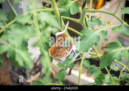 Technique de lutte antiparasitaire sur la plante de tomate en serre à Almeria, ÒThe European Vegetable Garden,Ó Andalousie, Espagne Banque D'Images