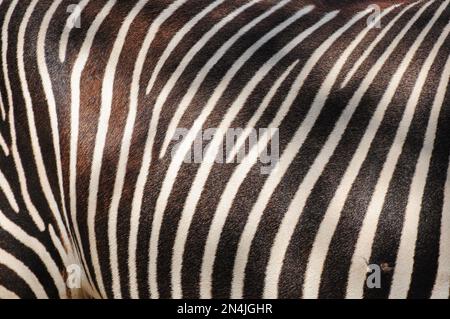 Motifs de lignes noires et blanches sur la fourrure d'un zèbre au zoo de San Diego, Californie Banque D'Images