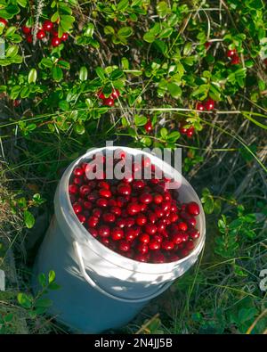 Les baies rouges juteuses, les baies sauvages et les canneberges sont en seau plein face des buissons de baies non récoltées. Rassemblement d'automne dans la taïga du nord de Yakutia. Banque D'Images