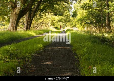 Un homme dans un manteau rouge et chapeau noir marchant dans une avenue d'arbres matures sur une piste de voiture en plein soleil Banque D'Images