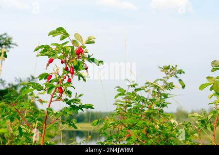 Fruits rouges de baies sauvages de rosiers du Nord poussent sur un Bush parmi l'herbe sur le fond d'un lac et d'une forêt avec un ciel bleu dans la taïga de Banque D'Images