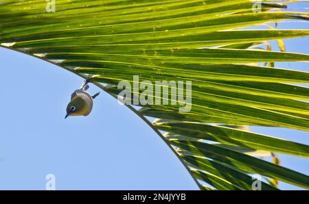 Un œil blanc qui se déforme à bord, Kona Hawaii Banque D'Images