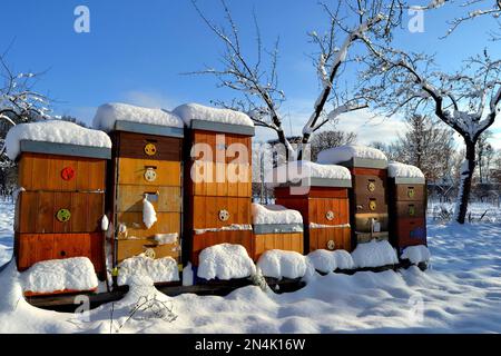 Ruches d'abeilles enneigées dans le parc du château d'hiver à Holesov, Moravie, République tchèque. Banque D'Images