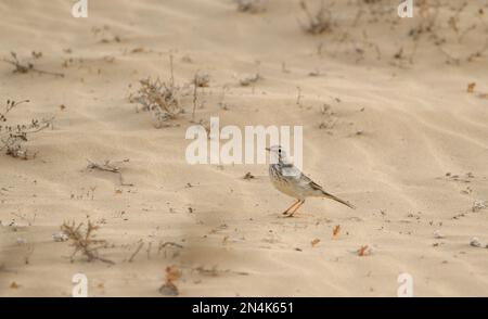 pipit de Berthol sur le sable des dunes de Corralejo Banque D'Images