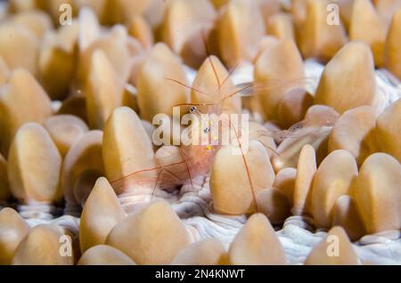Crevettes de corail à bulles, Vir sp, dans le corail à bulles, Plerogyra sinuosa, Weda, Halmahera, Maluku du Nord, Indonésie, mer de Halmahera Banque D'Images