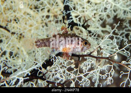 Spotless Cardinalfish, Fowleria vaiulae, dans Giant basket Star, Astroboa nuda, site de plongée Bandara, plongée de nuit, WEDA, Halmahera, Maluku du Nord, Indonésie, Banque D'Images