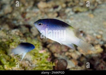 Couple Demoiselle de Rolland, Chrysiptera rolandi, site de plongée de Loleo, Weda, Halmahera, Nord de Maluku, Indonésie, Mer de Halmahera Banque D'Images