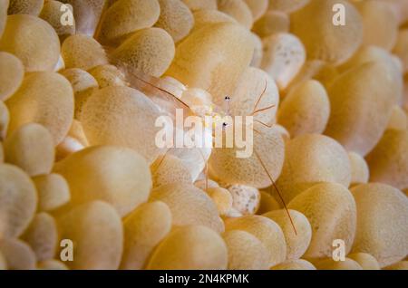 Crevettes de corail à bulles, Vir sp, dans le corail à bulles, Plerogyra sinuosa, site de plongée de Loleo, WEDA, Halmahera, Maluku du Nord, Indonésie, mer de Halmahera Banque D'Images