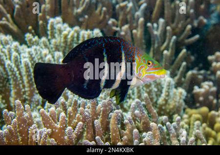 Wrasse de Thicklip barrée, Hemigymnus fasciatus, site de plongée Tanjung Nenas, Weda, Halmahera, Maluku du Nord, Indonésie, Mer de Halmahera Banque D'Images