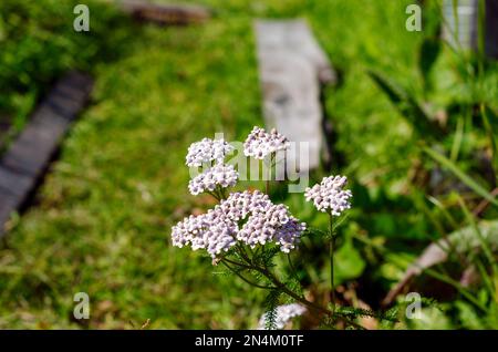 La plante médicale sauvage yarrow avec des fleurs blanches pousse dans le jardin sur le fond de l'herbe verte en été. Banque D'Images