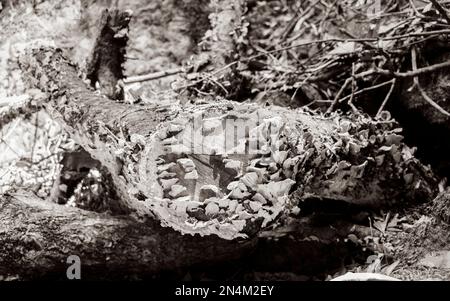 Attaques de champignons sur le tronc de l'arbre mort. L'Afrique du Sud. Banque D'Images