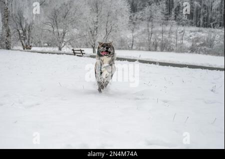 Le chien Akita inu à fourrure grise traverse la neige en hiver Banque D'Images
