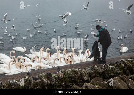 Windsor, Royaume-Uni. 8th février 2023. Un homme nourrit des cygnes depuis le bord de la Tamise. Les ornithologues ont averti que les oiseaux migrateurs sauvages sont susceptibles de provoquer une nouvelle épidémie grave de grippe aviaire dans tout le Royaume-Uni au printemps. Crédit : Mark Kerrison/Alamy Live News Banque D'Images