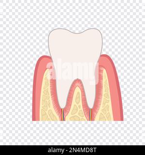 La structure de la dent. Anatomie des dents. Illustration médicale dentaire. Illustration de Vecteur