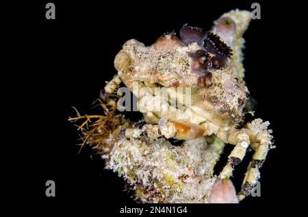 Corallimorph Decorator Crab, Cyclocoeloma tuberculata, camouflage avec Corallimorph Coral, famille Discosomatidae, plongée de nuit, site de plongée de Keruo Island, Banque D'Images