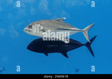 Paire de Bigeye Trevally, Caranx sexfasciatus, site de plongée trop nombreux de poissons, Pulau Koon, Maluku, Indonésie Banque D'Images