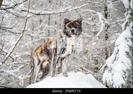 Chien Akita Inu avec fourrure grise debout sur un rocher avec de la neige pendant l'hiver, regardant l'appareil photo Banque D'Images