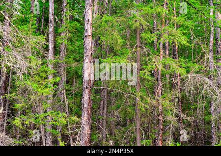 Des troncs denses d'arbres de sapins et de pins de la forêt du nord de Yakut se dressent comme un mur pendant la journée. Banque D'Images