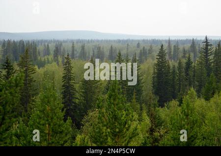 Panorama de la taïga du nord de la Yakutie avec des sapins et des collines à l'horizon dans l'après-midi. Banque D'Images