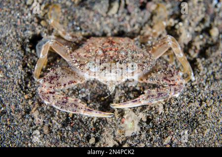 Crabe granulé, granulatus cycloacheleux, plongée de nuit, site de plongée de Melasti, Amed, Karangasem Regency, Bali, Indonésie, Océan Indien Banque D'Images