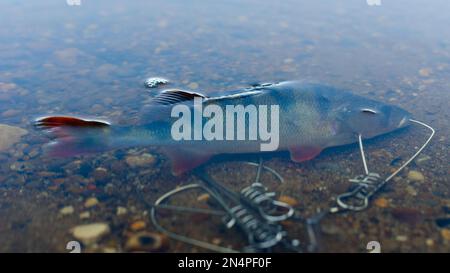 La perchaude pêchée dans Fish Stringer dans l'eau claire flotte sur les rochers au fond en sortant d'une nageoire orange. Banque D'Images