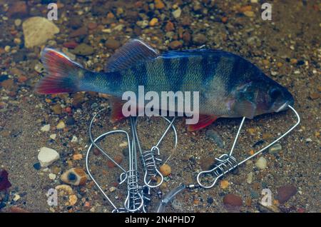 La perchaude pêchée dans Fish Stringer dans l'eau claire flotte sur les rochers au fond. Banque D'Images