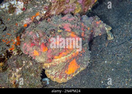 Reef Stonefish, Synanceia verrucosa, site de plongée des pyramides, Amed, Karangasem Regency, Bali, Indonésie, Océan Indien Banque D'Images