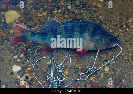 La perchaude pêchée dans Fish Stringer dans l'eau claire flotte sur les rochers au fond. Banque D'Images