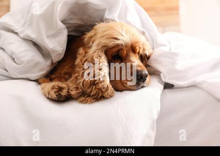 Un adorable spaniel anglais est recouvert d'une couverture douce sur le lit Banque D'Images