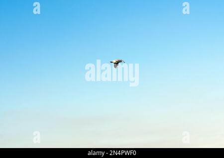 La mouette blanche du Nord vole sur le ciel bleu. Banque D'Images