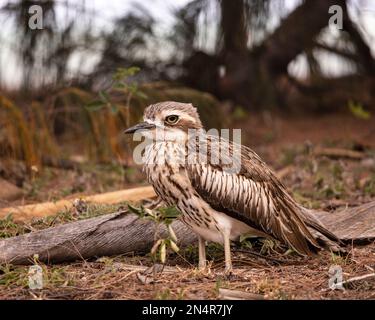 Gros plan sur un oiseau en pierre de Bush en colère dans le champ sec Banque D'Images