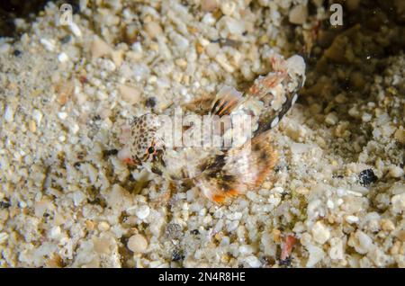 Dragonet juvénile ocellé, Synchiropus ocellatus, camouflage sur le sable, NisaBay Menjangan Hotel House Reef, West Bali National Park, près de Menjangan I Banque D'Images